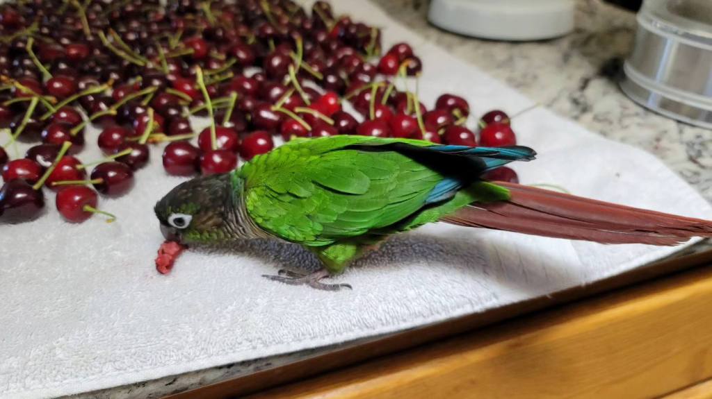 Yoshi, a green-cheeked conure, eating a perfectly good cherry.